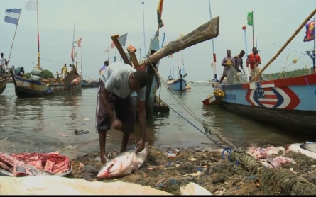 Foreign demand for shark fins driving the industry in Ghana